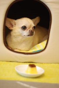 chiwawa-con-creme-caramel