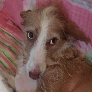 cane-levriero-gilda