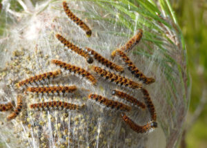 nido di processionaria