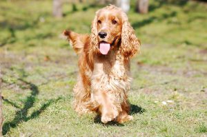 un cocker spaniel corre sul prato
