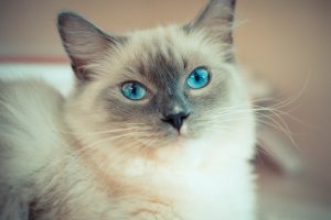 un gatto ragdoll con occhi azzurri