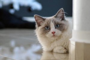 un ragdoll con sguardo intenso steso sul pavimento