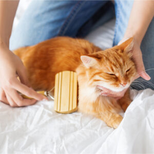gatto-spazzolare