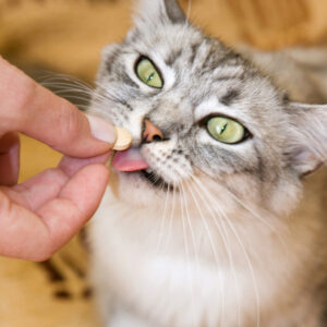 antiparassitario-compresse-gatto