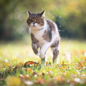 collare-antiparassitario-gatto