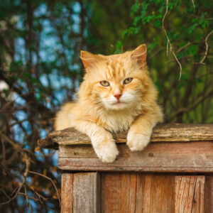 gatto-anziano