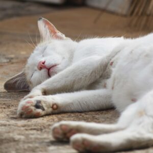 gatta incinta dorme