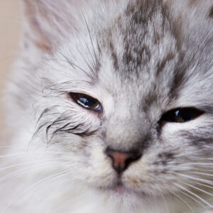gatto-piange-congiuntivite