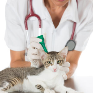 spot-on-antiparassitario-gatto
