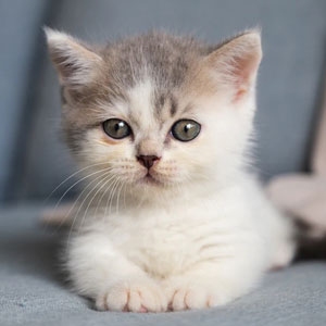 periodo-neonatale-gatto-cucciolo