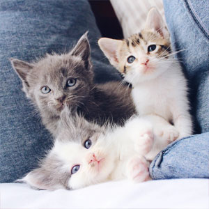 periodo-socializzazione-gattini-cuccioli