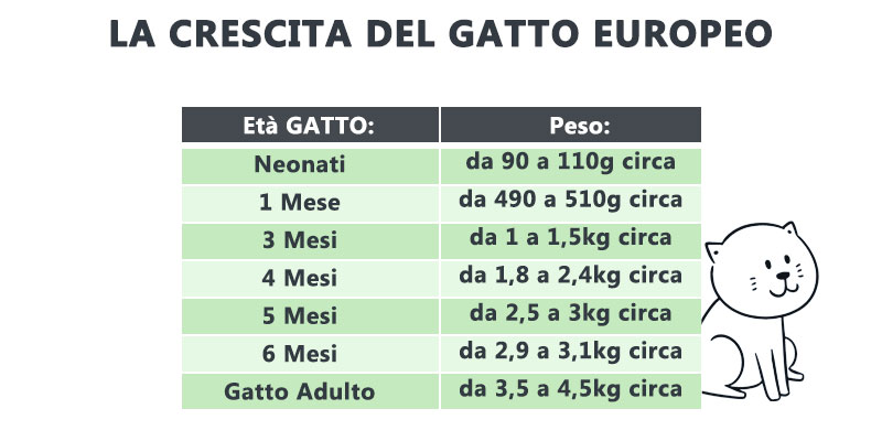 Tabella crescita gatto europeo