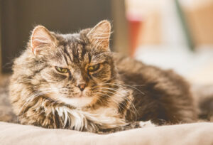 gatto-anziano