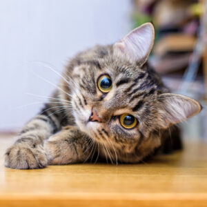 gatto-giovane
