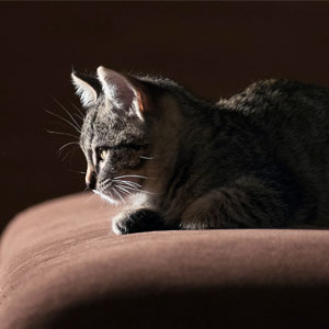 gatto-raccicchiato