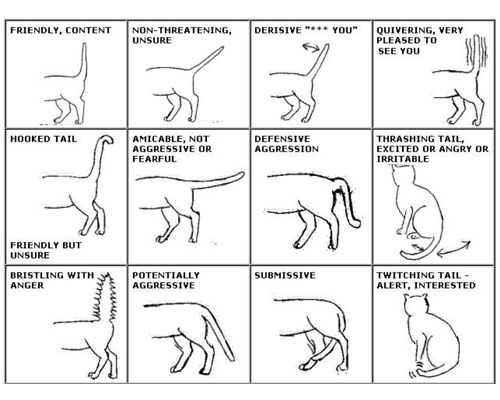 gatto-linguaggio-coda