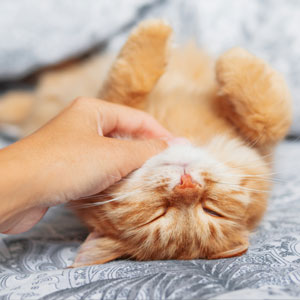 gatto-pancia-in-su