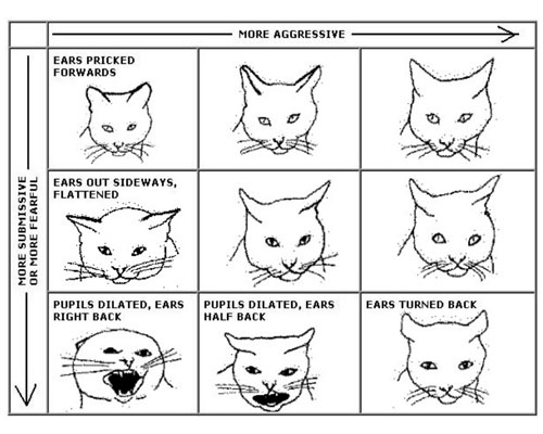 gatto-linguaggio-orecchie