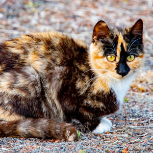 gatto accovacciato