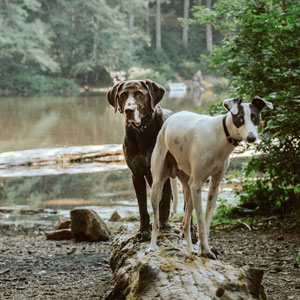 cani-al-fiume