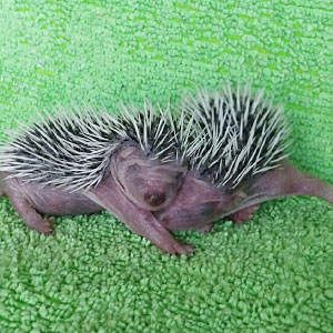 riccio-cucciolo