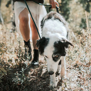 trekking-con-il-cane