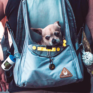 zaino-cane-trekking
