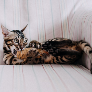 gatto-sterilizzato-su-divano-gioca-con-spago