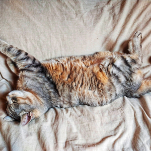 gatto-sterilizzato-dorme-su-coperta