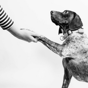 Giochi interattivi da fare con il cane