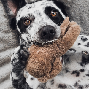 Peluche giochi di attivazione mentale per cani