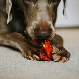 Unghie del cane molto lunghe