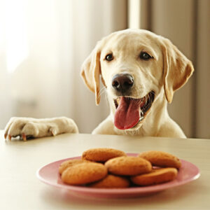 Premio per il cane