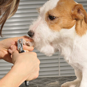Tagliare le unghie del cane dal toelettatore