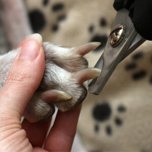 Unghie del cane troppo lunghe