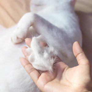 Alopecia felina sintomi