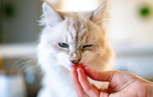 Il Miglior Cibo Secco per Gatti Sterilizzati