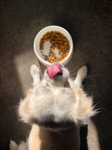 Croccantini per cani cuccioli di piccola taglia