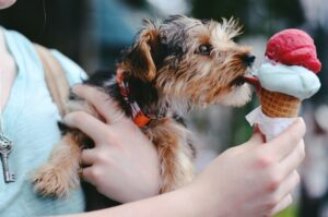 Cibo per cani di piccola taglia