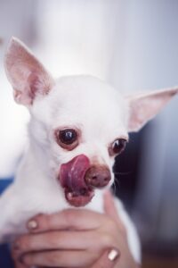 Miglior cibo per chihuahua