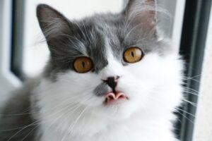 il Miglior Cibo per Gatti Sterilizzati
