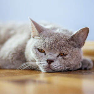 Perchè il gatto si strappa il pelo
