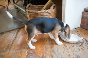 Quali sono gli ingredienti pericolosi per i cani