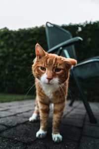 Cibo per gatti anziani
