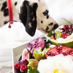 Crocchette per cane senza cereali