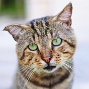 Cosa dare da mangiare a gatto anziano inappetente