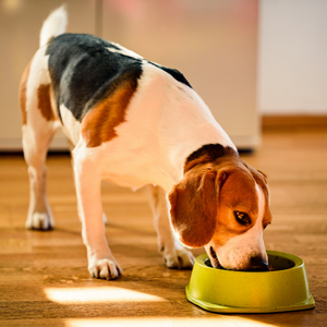 Alimenti umidi per cani