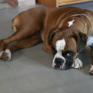 Cane Boxer steso su pavimento
