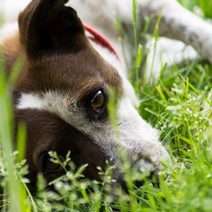 Cane disteso problemi intestinali
