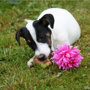 Cane Jack Russell gioca sul prato